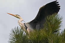 Airone Cenerino 2